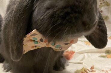 Blueberry neuter sugrey went well