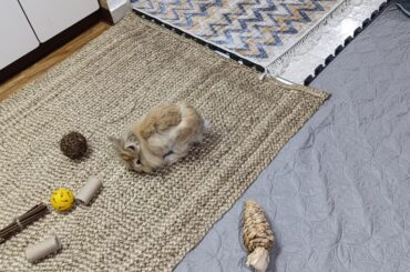 Why is my bunnies new coat shorter 🤨
