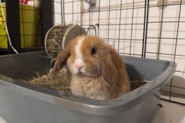 Toast, pigging out on all her hay.