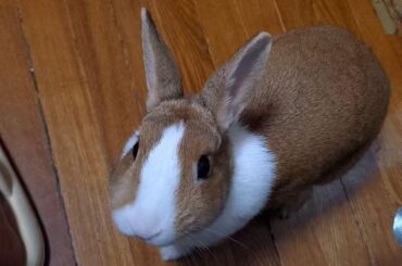 1 year, 179 days old. A grown bunny now, time to get a job 💼🐰