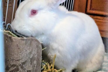 Allow me to introduce, fluffy (fluffs)!!