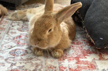 Update on Thanksgiving rescue!