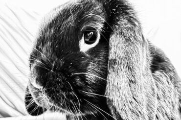 Toilet trained bunny peeing everywhere all of a sudden - age, location change or health problem?