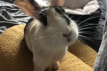 Bunny not exploring much