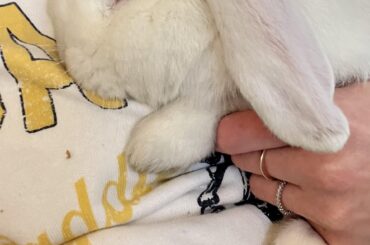 Please send Pippin virtual carrots for his bravery while getting his nails cut