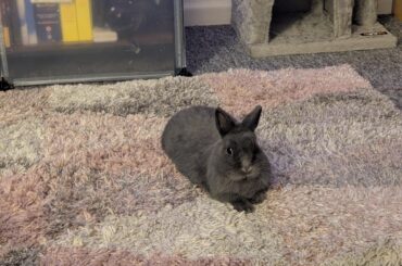 Jellybean (my friends call her jellyqueen)