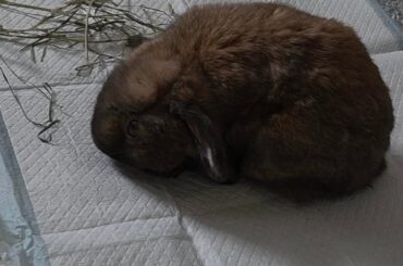 Head tilt bunny struggling again after improving