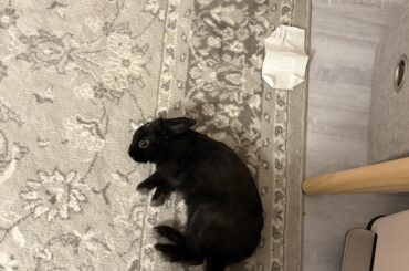 Spay tips?