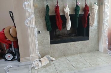 Ghost "helping" with Christmas