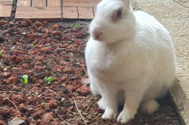 Kika and her hole,that she dug herself.🐰❤️
