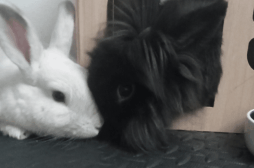 One bunny suddenly chasing the other, advice please?