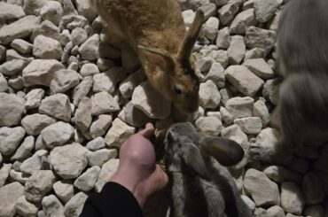 Didn't expect these guys to thrive in the desert but we all have been pitching in