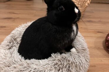 Lily looking majestic