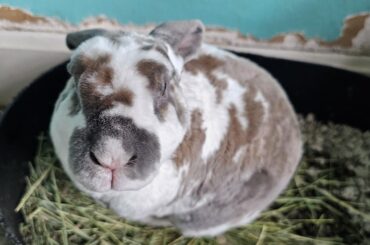 Meet Eeyore!