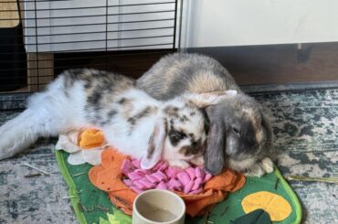 Help to gain bunny trust