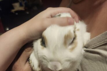 TiL:Rabbits can make angry grunting sounds