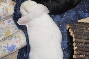 Cuddles and mutual kisses galore 🥹