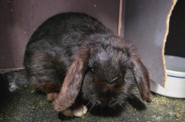 What is the best way to bond two buns?