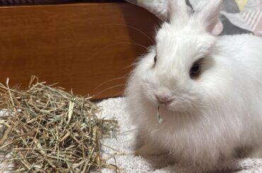 🌎Fun facts: having bunnies around the world