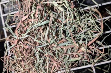 What happened to this hay???