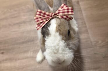 Rabbit grief