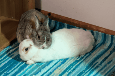 Almost 12 years old, our old and sick (tumor, arthritis)lady Mausi with her also sick (kidney disease) partner Flocke