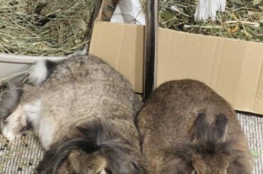 My girls started to bond after 3 years!!!