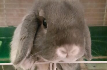 Foster to Adopt: help us with ideas to name him