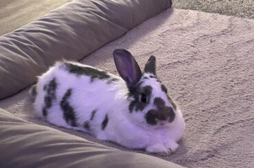 Meet Ollie, he’s the best bun :)