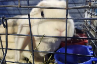 Someone's bunny I saw on Facebook