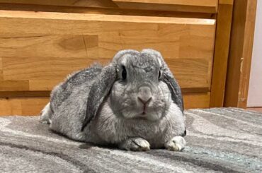 Baby girl crossed the rainbow bridge. Goodbye, Harriet.