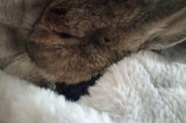 Happy bunny enjoying a heating blanket