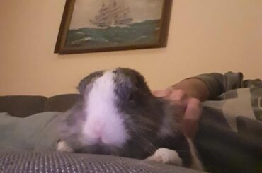 The Earthief struck Mucki :(