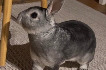 Porridge on the prowl for clementines…