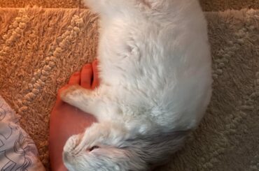 He likes to plop n roll on my feet