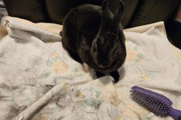 Luna is not happy about being brushed