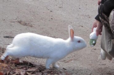 I think he likes Miffy