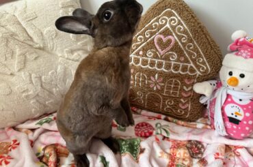 We wish you a merry Christmas and a happy new year 😘🫶🏻🎀🎄