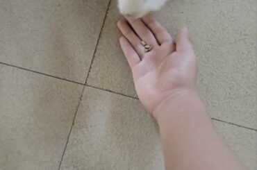 Amazing news everone! Yoonda can stay inside! yipeee! i persuaded my grandma!