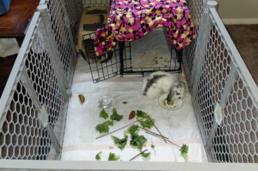 When your bunny is out how do you avoid pee accidents?