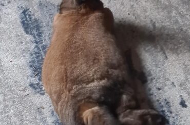 He chomnk