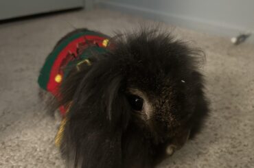 The Christmas Sweater is HERE