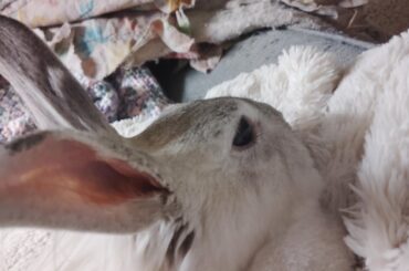 Nail Trimming Question