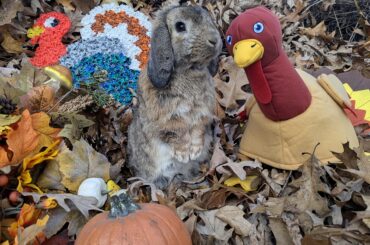 Hoppy Thanksgiving!