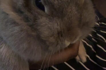Had my bunny for 6 years now 🐰💖