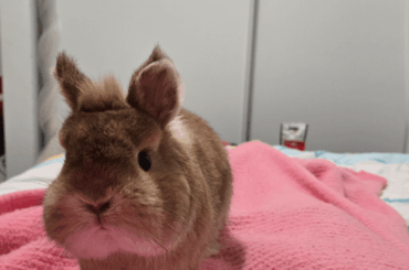 this is his "mom where's my treats" face. combined with him climbing on me to give me this face, I have no choice but to give in, right!?