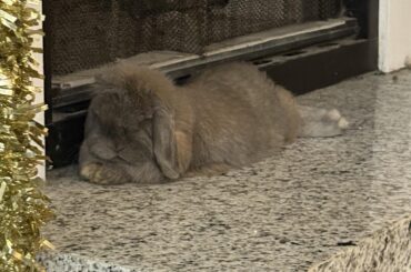 intervertebral degenerative disc disease?