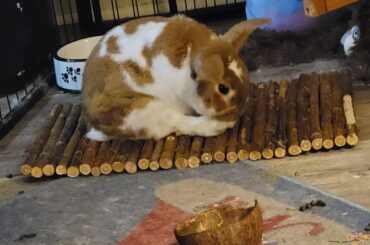 Crème bunèe doing yoga