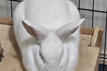 Loafed... with one little foot out 🍞