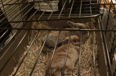 Dora and Molly's bond was starting to fall apart again, so it's back to the bonding hutch for them...